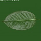 leaf_00333.jpg