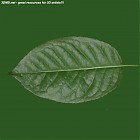 Filename=leaf_00333.jpg
Filesize=61KiB
Dimensions=640x640
Date added=Sep 14, 2006 leaf_00333.jpg