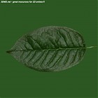 Filename=leaf_00334.jpg
Filesize=60KiB
Dimensions=640x640
Date added=Sep 14, 2006 leaf_00334.jpg