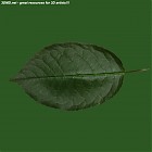 Filename=leaf_00347.jpg
Filesize=52KiB
Dimensions=640x640
Date added=Sep 14, 2006 leaf_00347.jpg