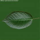 Filename=leaf_00348.jpg
Filesize=50KiB
Dimensions=640x640
Date added=Sep 14, 2006 leaf_00348.jpg