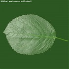 Filename=leaf_00484.jpg
Filesize=78KiB
Dimensions=640x640
Date added=Sep 14, 2006 leaf_00484.jpg