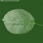 leaf_00484.jpg