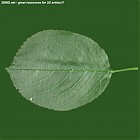 Filename=leaf_00485.jpg
Filesize=73KiB
Dimensions=640x640
Date added=Sep 14, 2006 leaf_00485.jpg