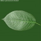 Filename=leaf_00486.jpg
Filesize=74KiB
Dimensions=640x640
Date added=Sep 14, 2006 leaf_00486.jpg