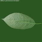 Filename=leaf_00488.jpg
Filesize=57KiB
Dimensions=640x640
Date added=Sep 14, 2006 leaf_00488.jpg