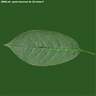 Filename=leaf_00489.jpg
Filesize=54KiB
Dimensions=640x640
Date added=Sep 14, 2006 leaf_00489.jpg