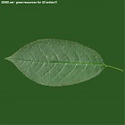 leaf_00489.jpg