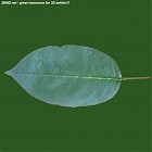 Filename=leaf_00490.jpg
Filesize=56KiB
Dimensions=640x640
Date added=Sep 14, 2006 leaf_00490.jpg