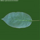 leaf_00490.jpg