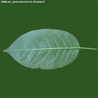 Filename=leaf_00491.jpg
Filesize=60KiB
Dimensions=640x640
Date added=Sep 14, 2006 leaf_00491.jpg