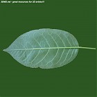 leaf_00491.jpg