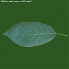 Filename=leaf_00498.jpg
Filesize=45KiB
Dimensions=640x640
Date added=Sep 14, 2006 leaf_00498.jpg