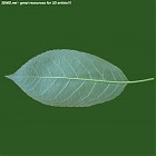 Filename=leaf_00499.jpg
Filesize=54KiB
Dimensions=640x640
Date added=Sep 14, 2006 leaf_00499.jpg