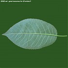 Filename=leaf_00509.jpg
Filesize=63KiB
Dimensions=640x640
Date added=Sep 14, 2006 leaf_00509.jpg