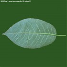 leaf_00509.jpg