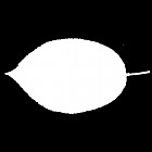 Filename=leaf_mask_00068.jpg
Filesize=22KiB
Dimensions=640x640
Date added=Sep 14, 2006 leaf_mask_00068.jpg