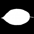 Filename=leaf_mask_00069.jpg
Filesize=22KiB
Dimensions=640x640
Date added=Sep 14, 2006 leaf_mask_00069.jpg