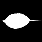 Filename=leaf_mask_00283.jpg
Filesize=21KiB
Dimensions=640x640
Date added=Sep 14, 2006 leaf_mask_00283.jpg