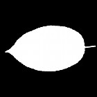 Filename=leaf_mask_00334.jpg
Filesize=22KiB
Dimensions=640x640
Date added=Sep 14, 2006 leaf_mask_00334.jpg