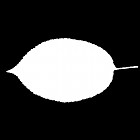 Filename=leaf_mask_00349.jpg
Filesize=22KiB
Dimensions=640x640
Date added=Sep 14, 2006 leaf_mask_00349.jpg