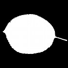 Filename=leaf_mask_00484.jpg
Filesize=23KiB
Dimensions=640x640
Date added=Sep 14, 2006 leaf_mask_00484.jpg