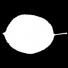 Filename=leaf_mask_00485.jpg
Filesize=23KiB
Dimensions=640x640
Date added=Sep 14, 2006 leaf_mask_00485.jpg