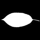 Filename=leaf_mask_00498.jpg
Filesize=21KiB
Dimensions=640x640
Date added=Sep 14, 2006 leaf_mask_00498.jpg