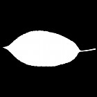Filename=leaf_mask_00499.jpg
Filesize=21KiB
Dimensions=640x640
Date added=Sep 14, 2006 leaf_mask_00499.jpg