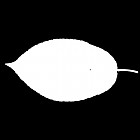 Filename=leaf_mask_00508.jpg
Filesize=21KiB
Dimensions=640x640
Date added=Sep 14, 2006 leaf_mask_00508.jpg