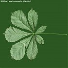 Filename=leaf_00149.jpg
Filesize=81KiB
Dimensions=640x640
Date added=Sep 14, 2006 leaf_00149.jpg