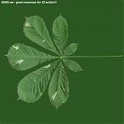 Filename=leaf_00151.jpg
Filesize=62KiB
Dimensions=640x640
Date added=Sep 14, 2006 leaf_00151.jpg