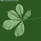 Filename=leaf_00152.jpg
Filesize=78KiB
Dimensions=640x640
Date added=Sep 14, 2006 leaf_00152.jpg