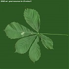 Filename=leaf_00153.jpg
Filesize=60KiB
Dimensions=640x640
Date added=Sep 14, 2006 leaf_00153.jpg