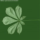 Filename=leaf_00156.jpg
Filesize=70KiB
Dimensions=640x640
Date added=Sep 14, 2006 leaf_00156.jpg