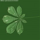 Filename=leaf_00157.jpg
Filesize=60KiB
Dimensions=640x640
Date added=Sep 14, 2006 leaf_00157.jpg