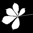 Filename=leaf_mask_00152.jpg
Filesize=37KiB
Dimensions=640x640
Date added=Sep 14, 2006 leaf_mask_00152.jpg