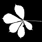 Filename=leaf_mask_00153.jpg
Filesize=35KiB
Dimensions=640x640
Date added=Sep 14, 2006 leaf_mask_00153.jpg
