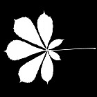 Filename=leaf_mask_00156.jpg
Filesize=38KiB
Dimensions=640x640
Date added=Sep 14, 2006 leaf_mask_00156.jpg