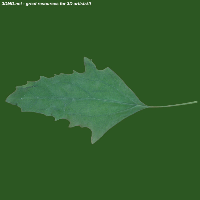 Leaf        