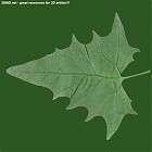 leaf_00102.jpg