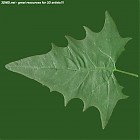 Filename=leaf_00103.jpg
Filesize=72KiB
Dimensions=640x640
Date added=Sep 14, 2006 leaf_00103.jpg