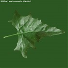 Filename=leaf_00240.jpg
Filesize=63KiB
Dimensions=640x640
Date added=Sep 14, 2006 leaf_00240.jpg