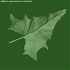 Filename=leaf_00241.jpg
Filesize=70KiB
Dimensions=640x640
Date added=Sep 14, 2006 leaf_00241.jpg