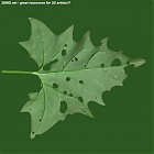 Filename=leaf_00242.jpg
Filesize=66KiB
Dimensions=640x640
Date added=Sep 14, 2006 leaf_00242.jpg