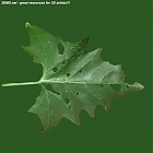 Filename=leaf_00243.jpg
Filesize=63KiB
Dimensions=640x640
Date added=Sep 14, 2006 leaf_00243.jpg