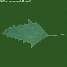 Filename=leaf_00504.jpg
Filesize=38KiB
Dimensions=640x640
Date added=Sep 14, 2006 leaf_00504.jpg