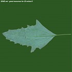 Filename=leaf_00505.jpg
Filesize=42KiB
Dimensions=640x640
Date added=Sep 14, 2006 leaf_00505.jpg
