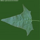 Filename=leaf_00510.jpg
Filesize=58KiB
Dimensions=640x640
Date added=Sep 14, 2006 leaf_00510.jpg