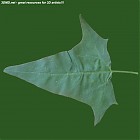 leaf_00510.jpg